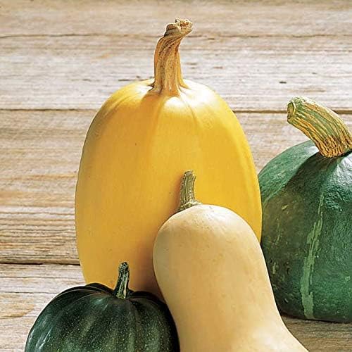 Park Seed Organic Vegetable Spaghetti Squash Seeds – Classic Heirloom with Buff Tan Skin, Long-Storing Low-Calorie Pasta Alternative, High-Yield Vining Plant, Open Pollinated, Pack of 20 - Image 2