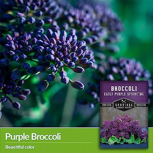 Early Purple Sprouting Broccoli Seeds for Planting (1 Pack) - Image 3