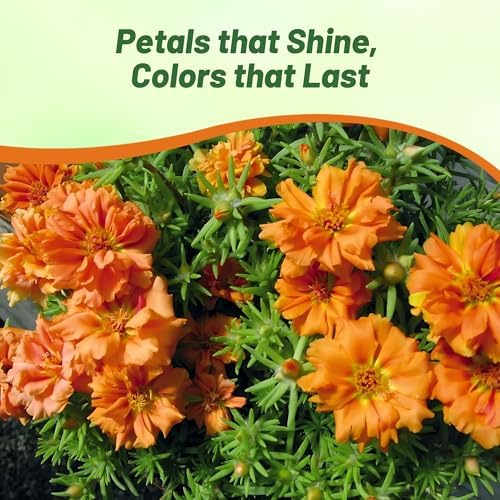Outsidepride Orange Moss Rose Seeds - 10000 Pcs Annual, Drought & Heat Tolerant, Pollinator Friendly Ground Cover Seeds for Planting w/Vibrant Blooms & Succulent Foliage, Ideal for Xeriscaping - Image 6