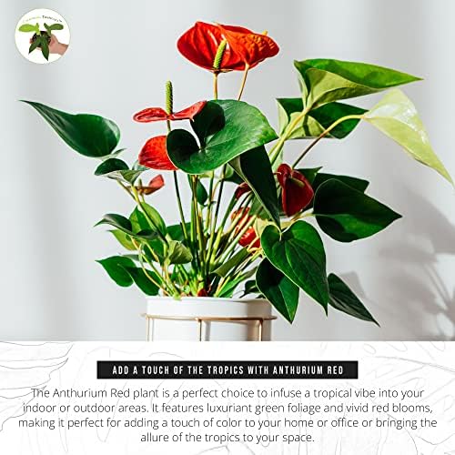 California Tropicals Anthurium Red - Live House Plants Indoor, 4 Inch Pot for Easy Care, Perfect for Office, Home & Flamingo Decor, Real Plant, Plant Gift, Flowering Plants, Sympathy Flowers - Image 4