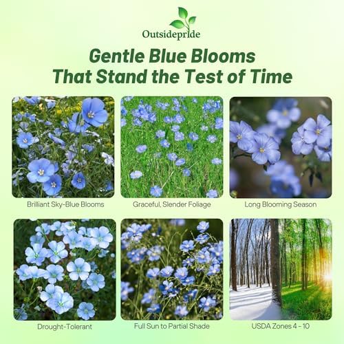 Outsidepride Sky Blue Flax Seeds - 2000 Pcs Annual Flower Seeds for Planting, Self-Seeding, Drought-Tolerant w/Compact Growth, for Small Gardens, Meadows, Borders, or Mass Plantings - Image 2