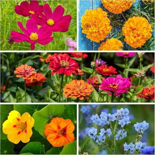 Seed Needs Butterfly Garden Variety Pack of 4 Flower Seeds for Planting - Image 3