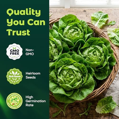 Buttercrunch Lettuce Seeds – 2500 Heirloom Seeds for Planting, Butter Lettuce Seeds for Indoor Outdoor Hydroponic Home Garden - Image 2