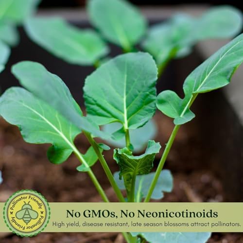 Clovers Garden Broccoli Marathon Plants- Two (2) Live Plants – Non-GMO - Not Seeds - Each 4" to 8" Tall – in 4" Inch Pots - High-Yield, Cold Tolerant - Image 5
