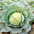 500 Cabbage for Garden Vegetable Seeds, Seeds for Planting by TANKDA
