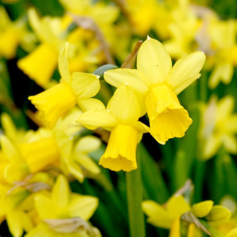 Tete A Tete Daffodil Flower Bulbs Jumbo Pack - 50 Bulbs per Pack - Deer Resistant - Good as Cut Flowers - Good for Indoor Forcing - Grows Well in Containers - Naturalizing - Perennializing - Image 5