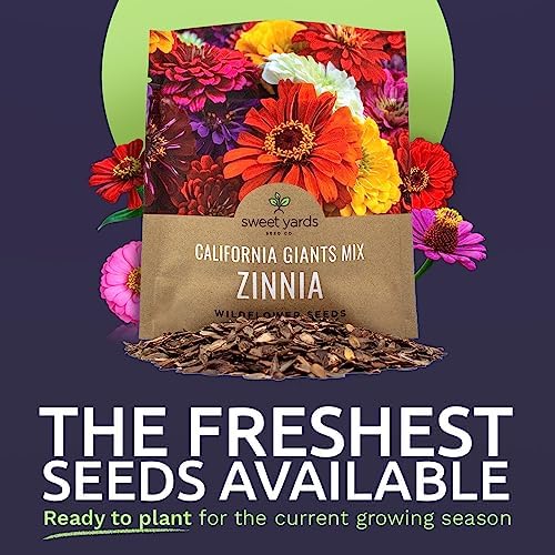 Zinnia Seeds - California Giants Mix - Large 1 Ounce Packet - 3,000 Flower Seeds - Mixed Colors and Large Blooms (Pack of 3) - Image 2