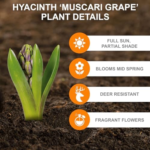 Garden State Bulb Muscari Grape Hyacinth Flower Bulbs, 8/9cm, Fragrant (Bag of 100) - Image 2