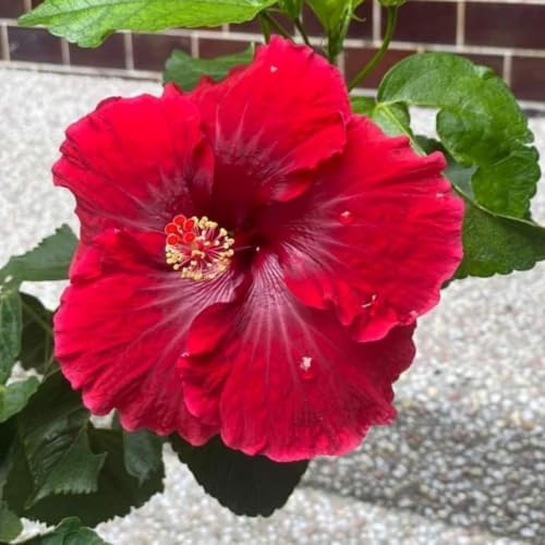 Hardy Red Hibiscus Flower Live Plant, Large Bloom Shrub, 5-8'' Tall - Image 3