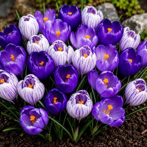 10 Blue Moon Crocus Bulbs | Purple, White & Striped Spring Flowers by CZGrain