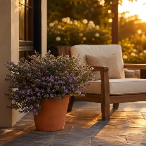 Mexican Heather Purple | 10 Live Plants | Cuphea Hyssopifolia | Drought Tolerant, Evergreen Shrub, Low Maintenance, Flowering Blooms, Full Sun, Ground Cover, Year Round Interest, Outdoor Garden - Image 2