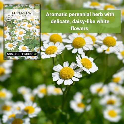 Sow Right Seeds - Feverfew Seed for Planting Perennial Medicinal Herb - Image 5