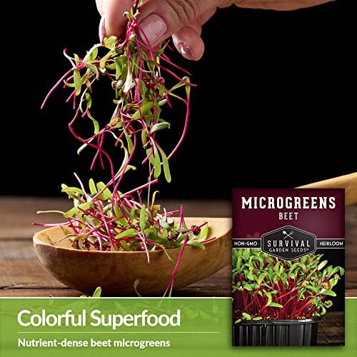Beet Microgreen Seeds for Sprouting - Survival Garden Seeds (1 Pack) - Image 3