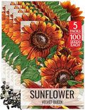 Seed Needs Velvet Queen Sunflower Seeds to Plant Cut Flowers - 5 Packs by SeedNeeds