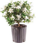 Brussel's Bonsai - Small Gardenia Live Bonsai Tree, Potted Outdoor Plant by BrusselsBonsai