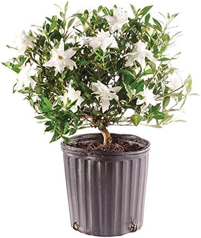 Brussel's Bonsai - Small Gardenia Live Bonsai Tree, Potted Outdoor Plant by BrusselsBonsai
