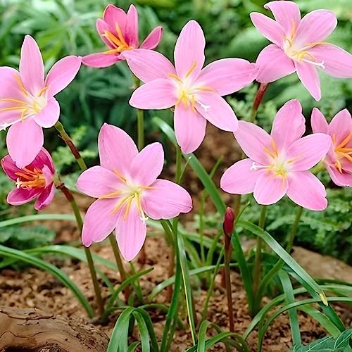 Votaniki Zephyranthes Robustus Bulbs - Long Lasting Blooms, Perennial Rain Lily Bulk & Wholesale Bulbs for Planting | Easy to Grow and Low Maintenance (6 Pack) by Votaniki