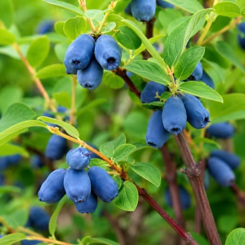 Indigo Treat Honeyberry (Haskap) Shrub - 6-12" Tall Live Plant - Image 5