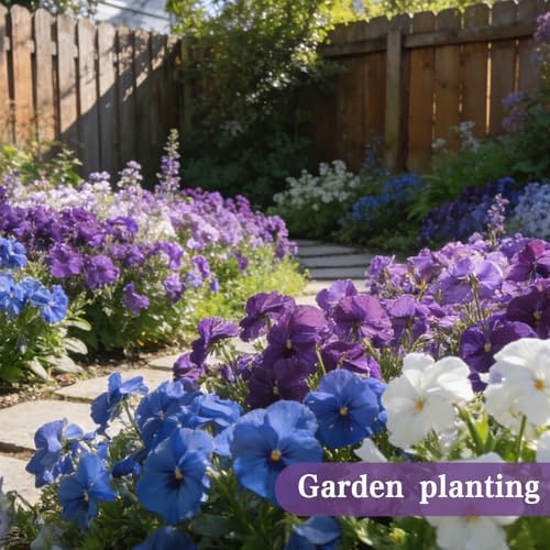Viola Seeds, 2000 Cool Season Flower Seeds for Pot, Borders, Window Boxes - Image 2