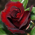 Dark Red Climbing Roses Live Plants, Fragrant Starter 5-9" Tall by Unknown