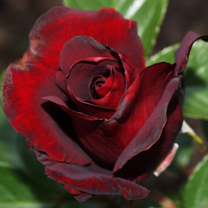 Dark Red Climbing Roses Live Plants, Fragrant Starter 5-9" Tall by Unknown