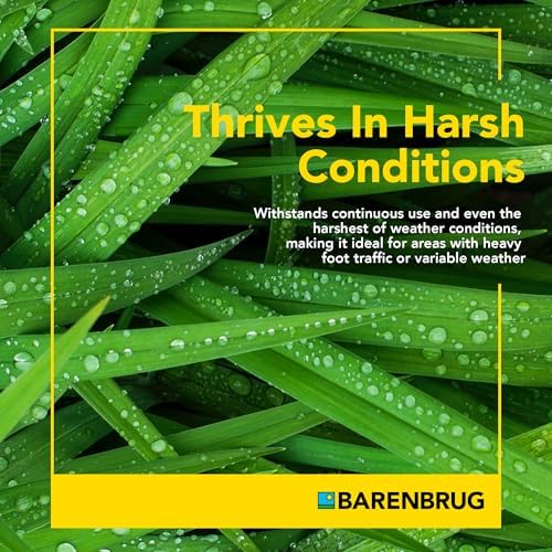 Barenbrug Wonderlawn Perennial Ryegrass Grass Seed for Southern Lawns, Fast-Acting Durable Grass Seed Mix for All Weather Conditions, 3-lb. Bag - Image 3