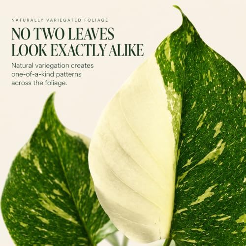Monstera Thai Constellation Starter Live Plant - Swiss Cheese Houseplant - Image 3