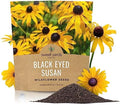 Black Eyed Susan Seeds – Extra Large Packet – Over 100,000 Open Pollinated Non-GMO Wildflower Seeds – Rudbeckia hirta by SweetYards