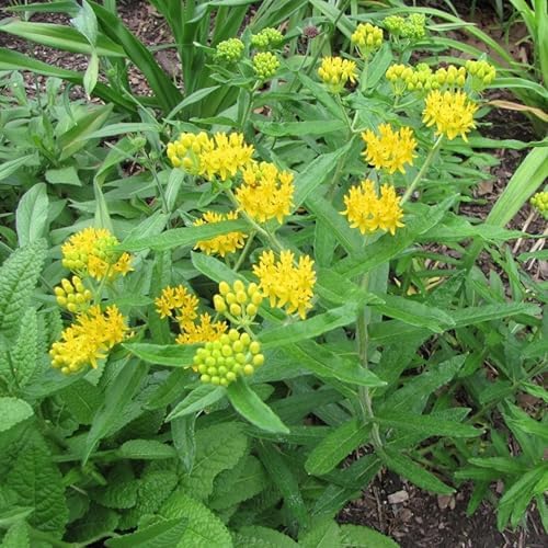 2 Yellow Milkweed Live Plants, Flowering Plant, 4-9 Inch Tall - Image 7