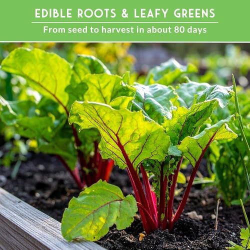 Beet Seeds 4 Variety Pack for Planting - Root Vegetables - Image 6