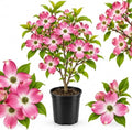 Pink Dogwood Tree Live Plant, 10-16 Inch Tall in Quart Pot, Pink Flowering Ornamental Tree, Cold-Hardy Flowering Shrub for Home Garden by GINGERGLOW