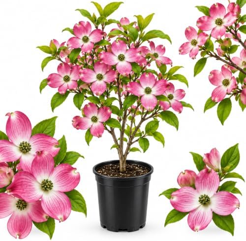 Pink Dogwood Tree Live Plant, 10-16 Inch Tall in Quart Pot, Pink Flowering Ornamental Tree, Cold-Hardy Flowering Shrub for Home Garden by GINGERGLOW