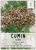 Seed Needs Cumin Seeds to Plant an Herb Garden - 1 Pack by SeedNeeds