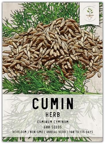 Seed Needs Cumin Seeds to Plant an Herb Garden - 1 Pack by SeedNeeds