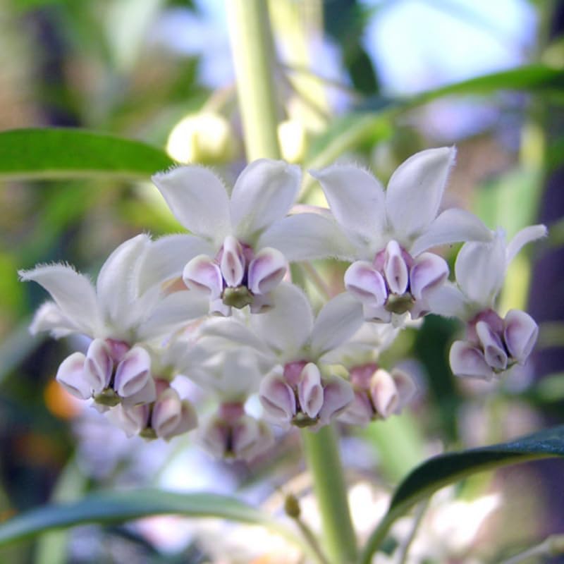 2 White Milkweed Live Plants, 5-9 Inch Tall - Image 4