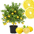 Meyer Lemon Tree Plant Live, Citrus Fruit Tree, 2 Ft Tall, 1 Gallon Pot by Unknown