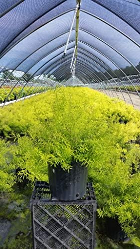 Spiraea thun. 'Ogon' (Mellow Yellow) (Spirea) Shrub, #3 - Size Container - Image 5