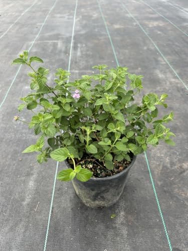 Pink Lantana Live Plant, 1 Gallon, Flowering Perennial Ground Cover - Image 4