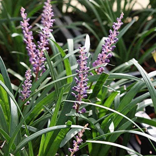 Perfect Plants Super Blue Liriope, 1 Gallon, Groundcover Grass - Image 2