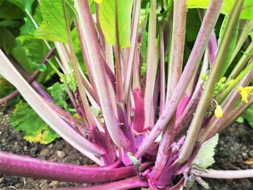 Hon Tsai Tai Purple Yu Choy Sum Seeds - 500+ Count & 5000+ Green Yu Choy Sum 70D - for 2026 Planting Hong Caitai Red Chinese Flowering Cabbage Moss Bok Choi Asian Vegetable - Image 3