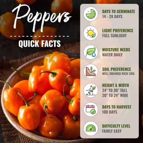 Seed Needs Orange Habanero Hot Pepper Seeds to Plant Vegetables - 10 Packs - Image 4