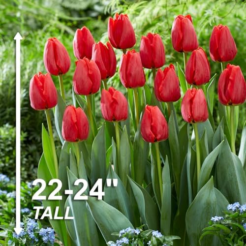 Garden State Bulb Darwin Hybrid Red Impression Tulip Bulbs, 12/+ cm (Bag of 25) - Image 3