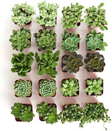 Shop Succulents Verde Succulent Plant Pack Bulk Collection - Live Mini Succulent Plants, Low Maintenance, Mix of Green Succulents & Textures - Wedding and Party Favors, Gift & Garden, Pack of 20 - Image 3