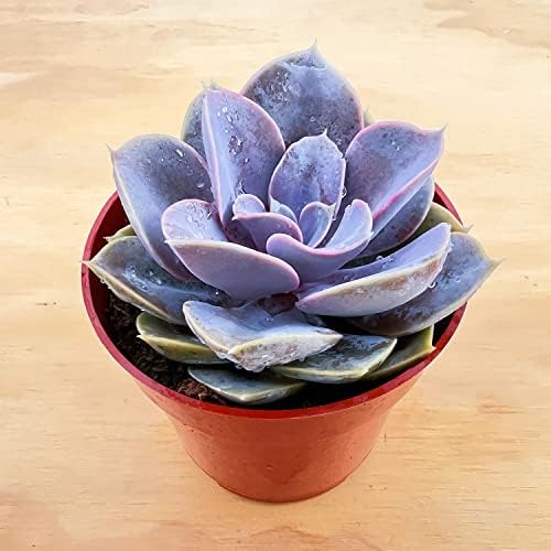Sprout N Green Echeveria 'Perle von Nürnberg', Live Succulent Fully Rooted in 4" Pot, House Plant for Home Office Wedding Decoration DIY Projects Party Favor, Easy to Care, Pets Friendly - Image 3