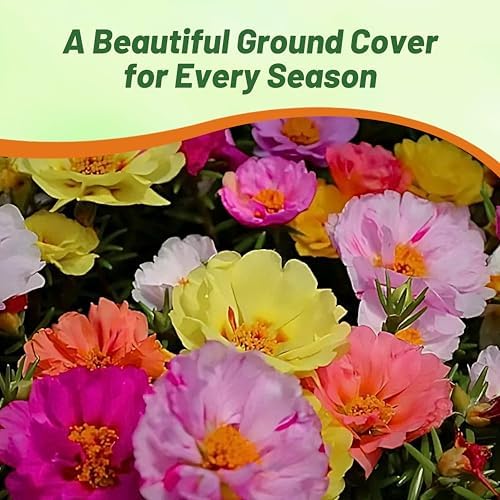 Outsidepride Mixed Moss Rose Seeds - 10000 Pcs Annual, Drought & Heat Tolerant, Pollinator Friendly Ground Cover Seeds for Planting w/Vibrant Blooms & Succulent Foliage, Ideal for Xeriscaping - Image 6