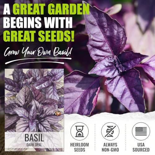 Seed Needs Opal Basil Seeds to Plant an Herb Garden - 10 Packs - Image 2