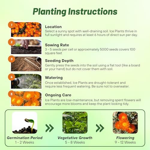 Outsidepride Gelato Orange Ice Plant Seeds - 5000 Pcs Perennial, Drought Tolerant Ground Cover Seeds for Planting Vibrant Trailing Blooms, Ideal for Sunny Gardens & Xeriscape Landscaping - Image 5