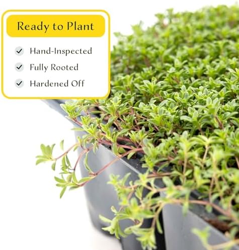 12 Red Creeping Thyme in 2.5" Cubes | Live Fragrant Evergreen Groundcover with Bright Purple-Pink Bloom | Low-Growing Perennial Herb for Containers, Pathways & Landscaping (Thymus praecox ‘Coccineus’) - Image 5