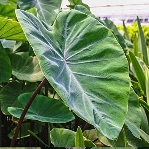 Violet Stemmed Taro, a Great Live Pond Plant for Your Water Garden. Filters The koi and Goldfish Pond. Good for Bogs, Plant Shelf or Shallow Water This marginal Aquatic is a Real Beauty - Image 2
