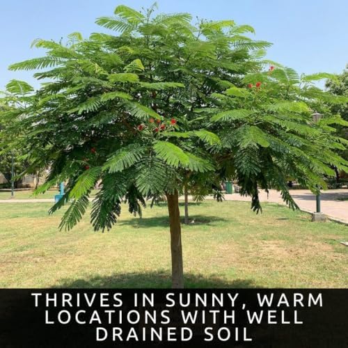 25 Royal Poinciana Seeds | Delonix Regia Flame Tree Seeds - Image 6
